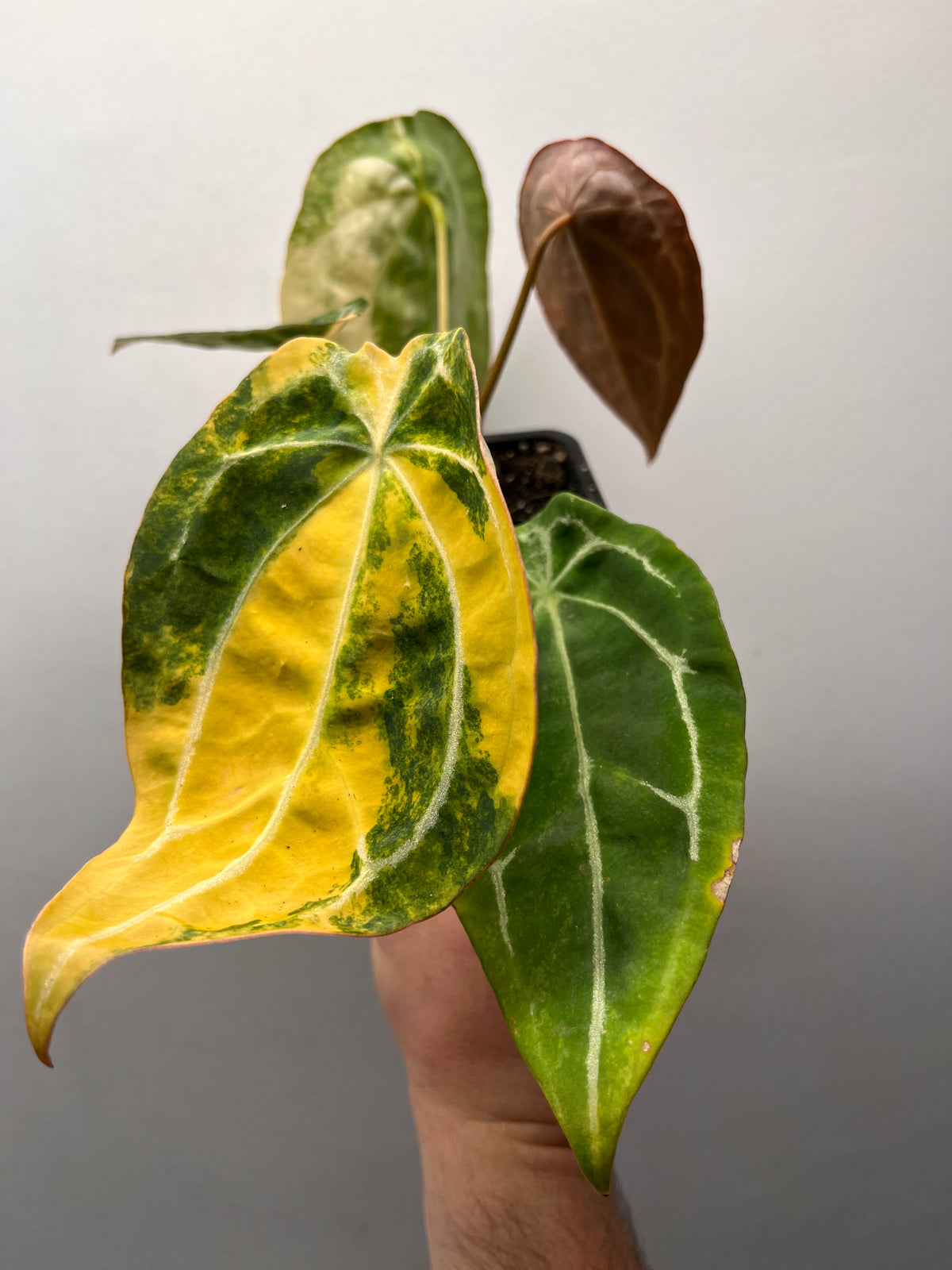 Anthurium Forgetii Hybrid Variegated - Rare Collector Plant