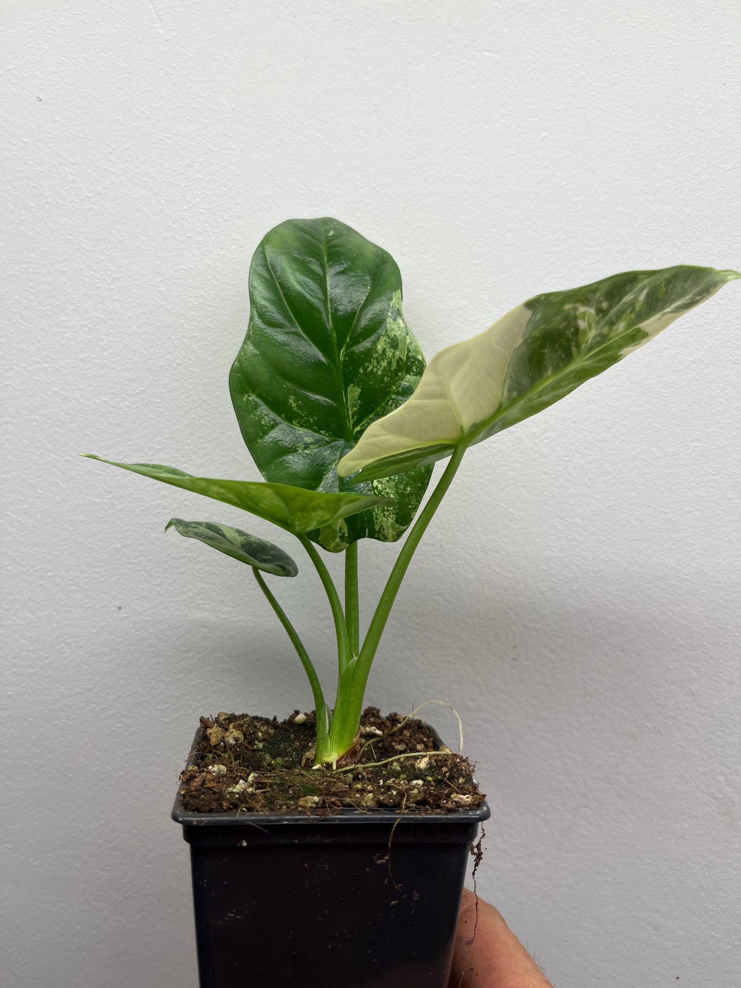 Alocasia Sinuata albo variegated #3
