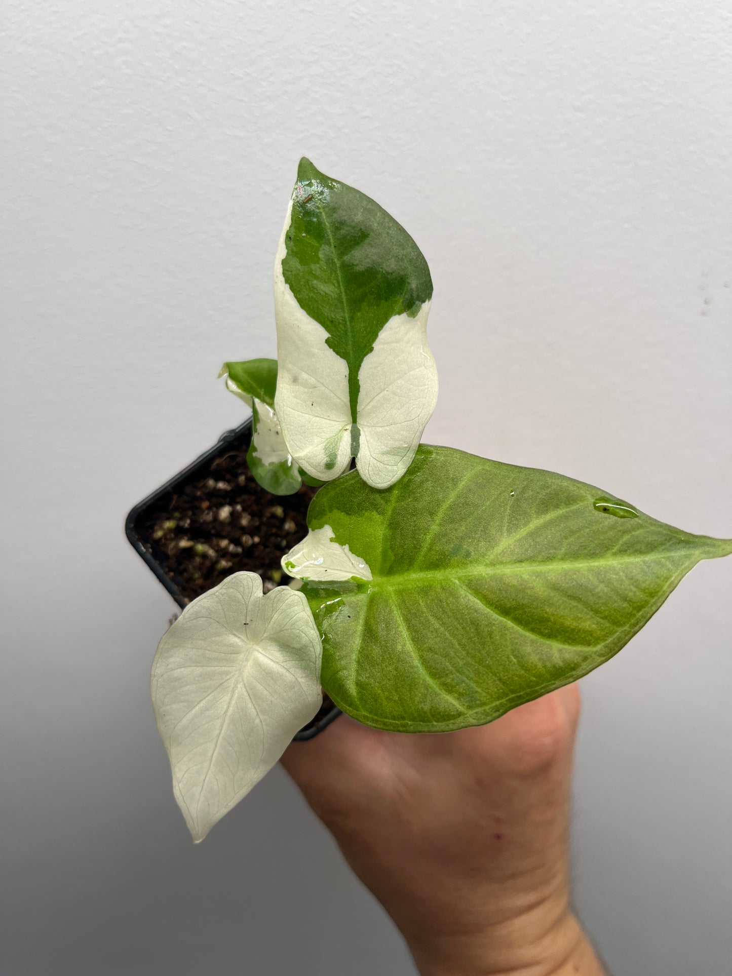 Alocasia Regal shields albo variegated #2