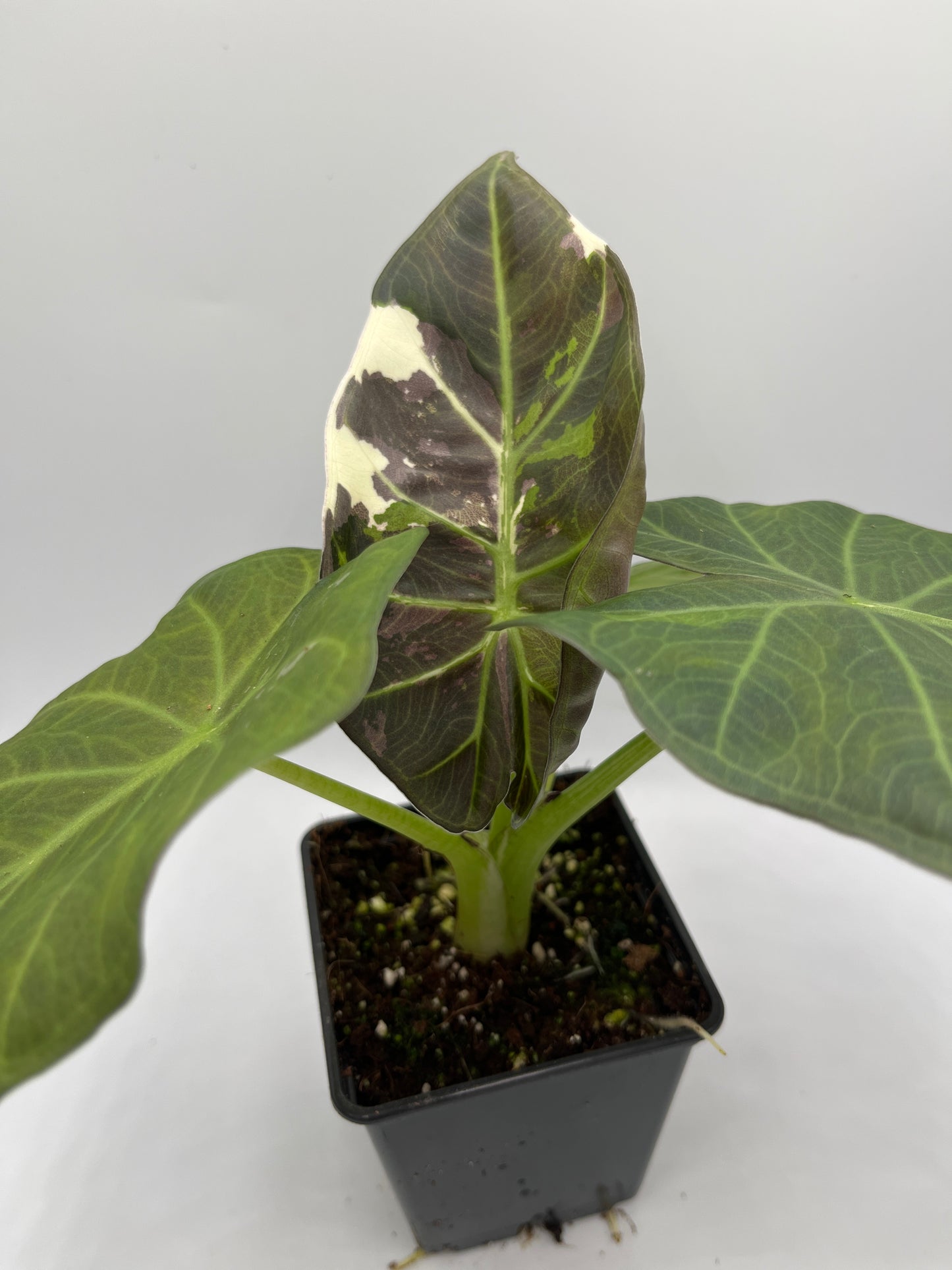 Alocasia Regal shields albo variegated #4