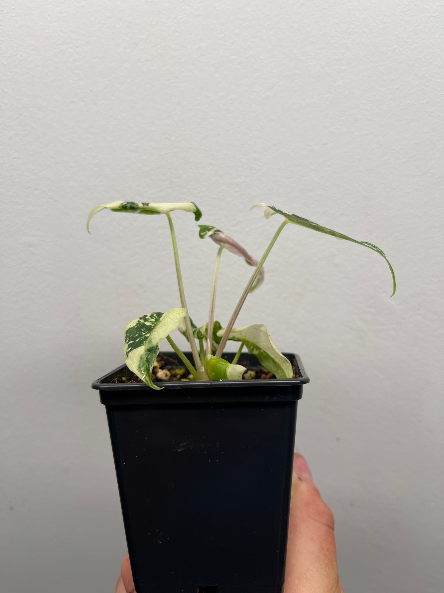 Alocasia Black Satun pink variegated #1 🦄