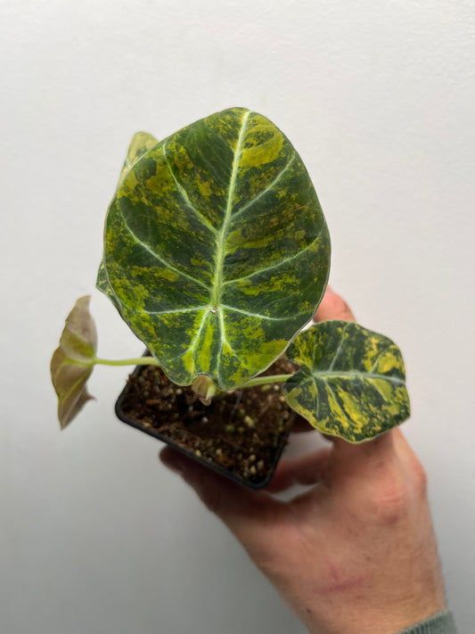 Alocasia Black Velvet Aurea Gold Variegated - Rare Aroid