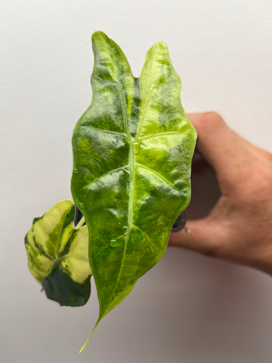 Alocasia Amazonica aurea variegated #1