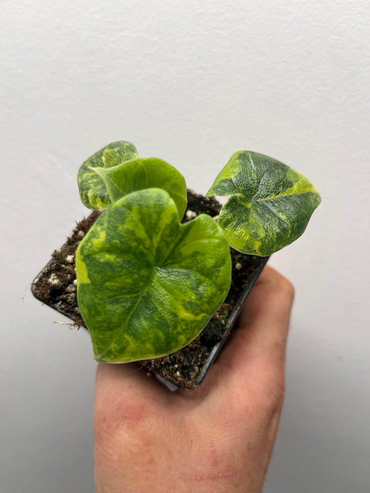 Alocasia Melo Gold Variegated - Rare Variegated Aroid