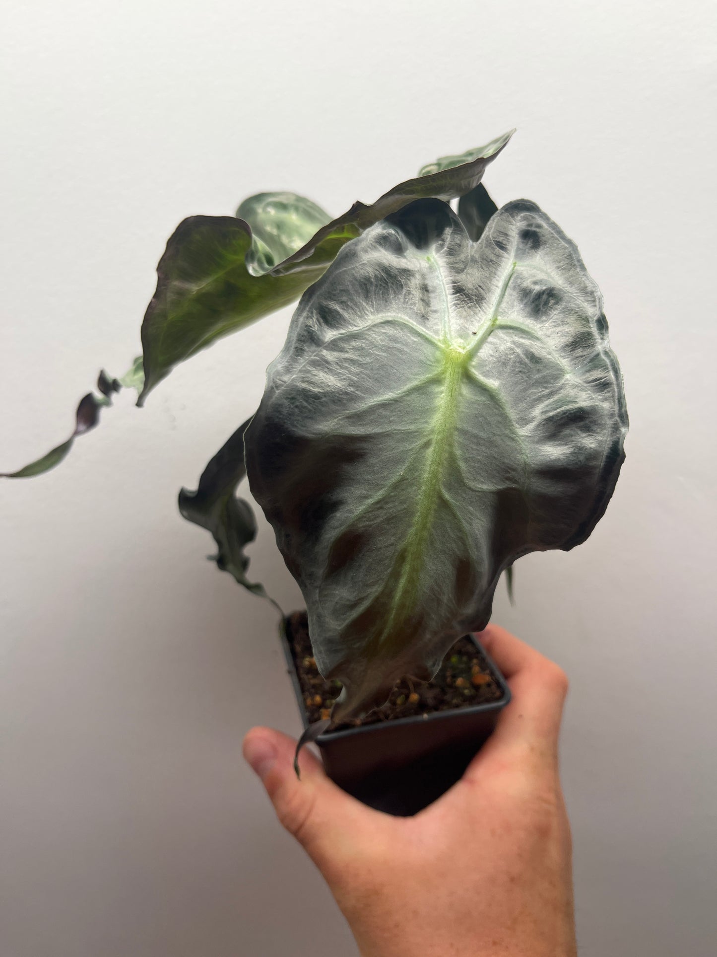 Alocasia Venom