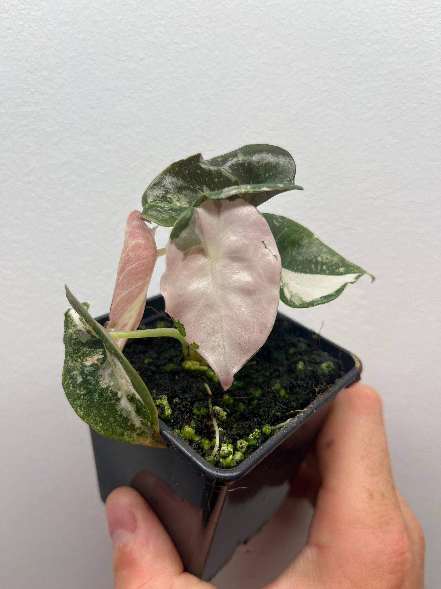 Alocasia Cuprea albo/pink variegated #1