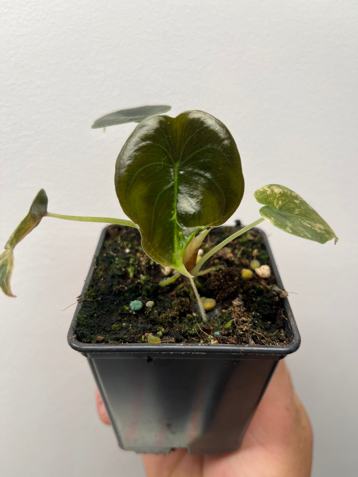 Alocasia Cuprea Latte Gold Aurea Variegated - Rare Aroid
