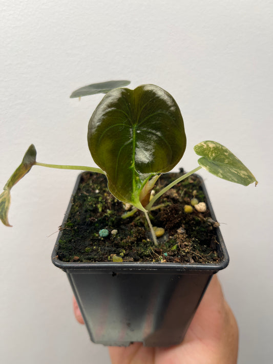 Alocasia Cuprea Latte Gold Aurea Variegated - Rare Aroid