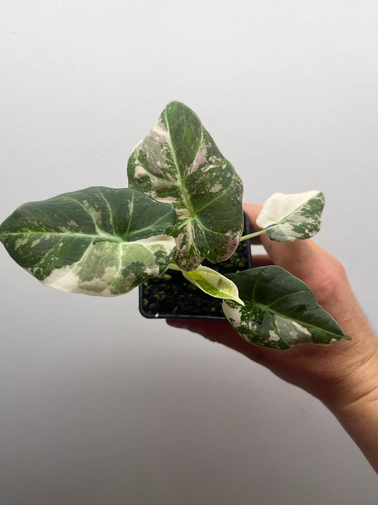 Alocasia Black velvet pink variegated