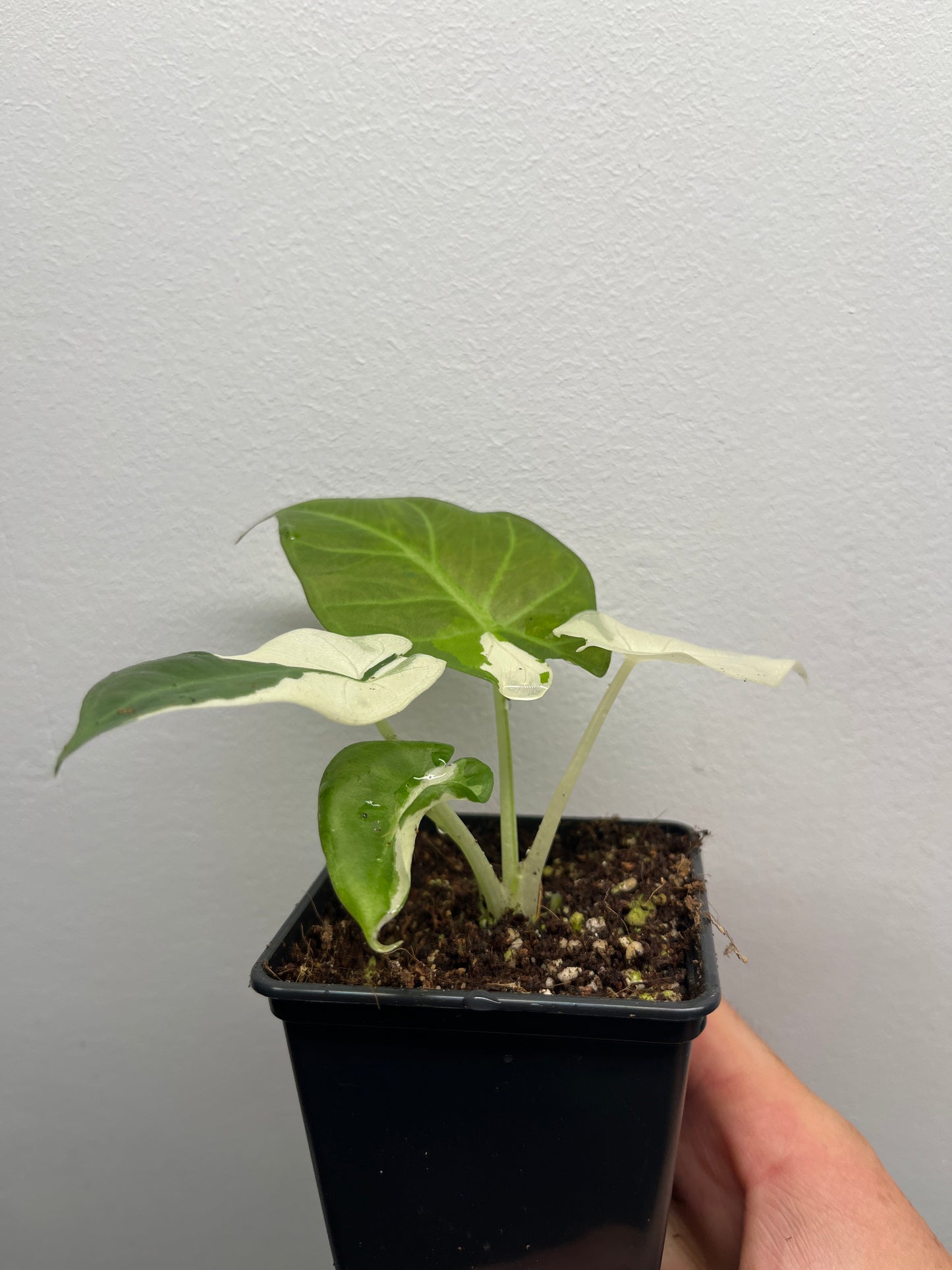 Alocasia Regal shields albo variegated #2