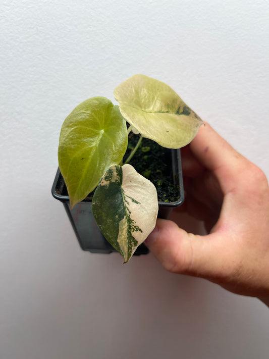 Alocasia Cuprea latte gold aurea variegated #2