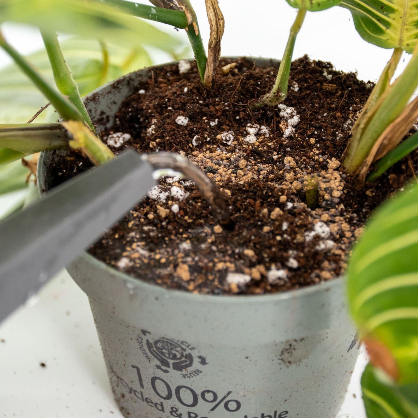 Sybotanica Tropical Slow-Release Plant Food (Organic)