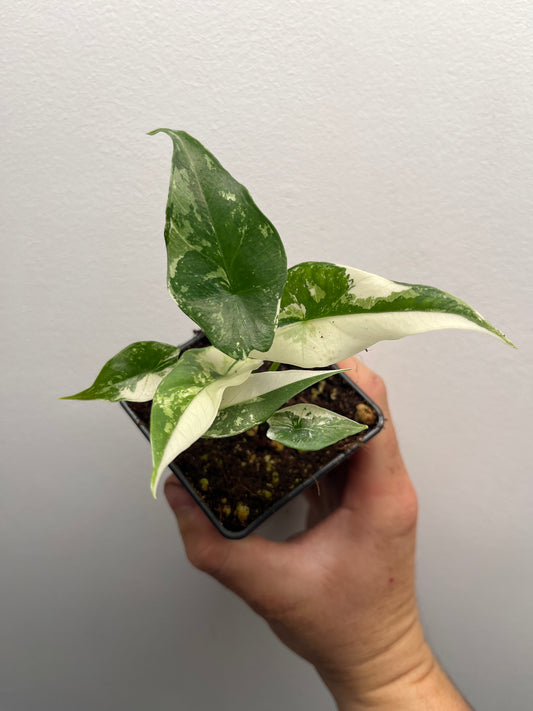 Alocasia Simpo albo variegated #3