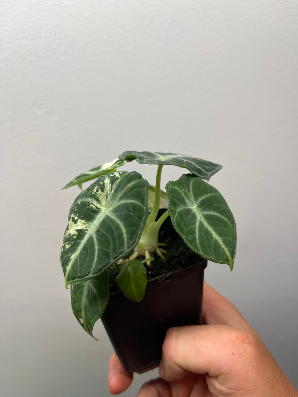 Alocasia Ninja Albo Variegated - Rare Variegated Aroid #2