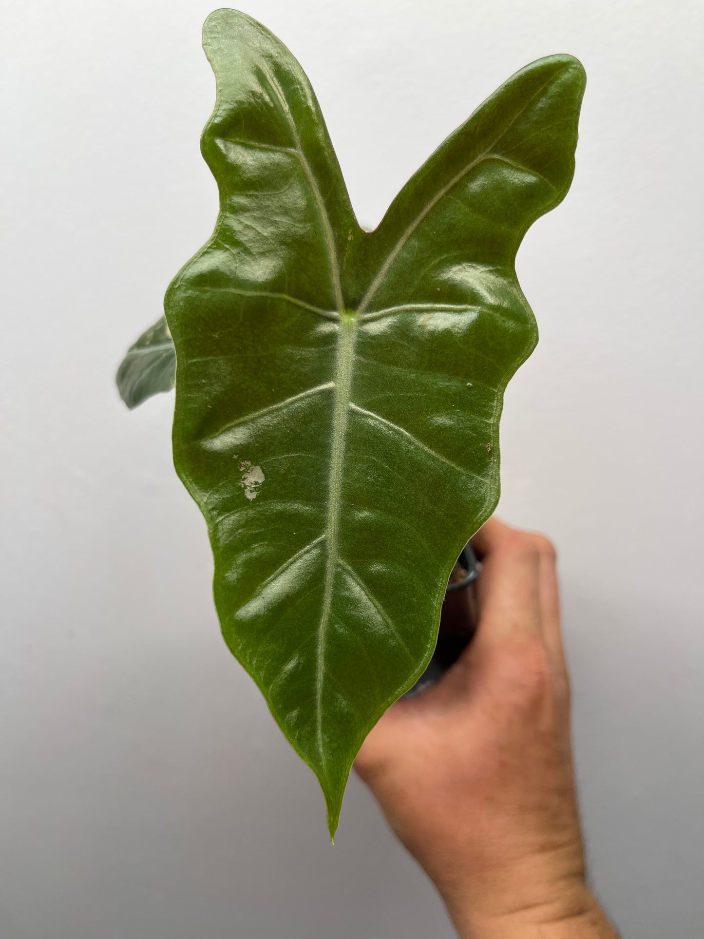 Alocasia pseudo Sanderiana pink variegated #5