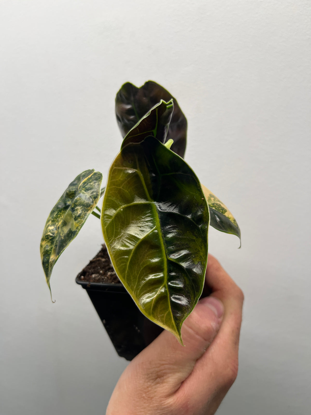 Alocasia Azlanii Aurea Variegated - Rare Aroid #1