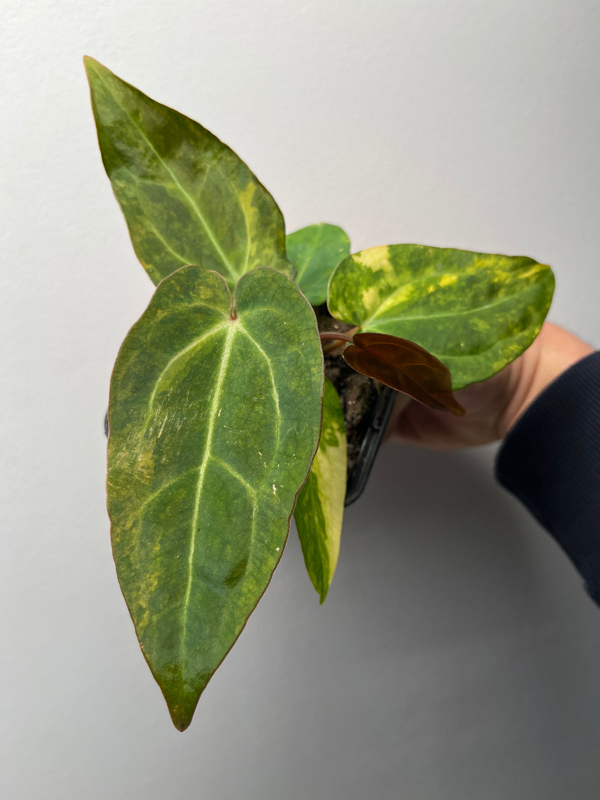 Anthurium Fwooper x Carlablackiae Variegated - Rare Hybrid Plant #1