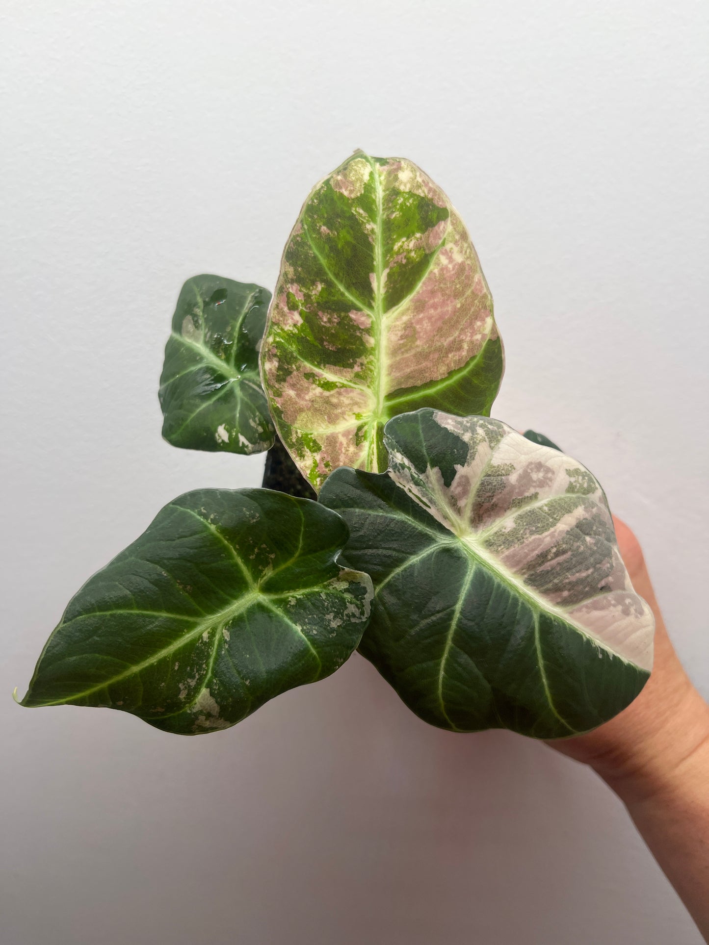 Alocasia Black velvet pink variegated