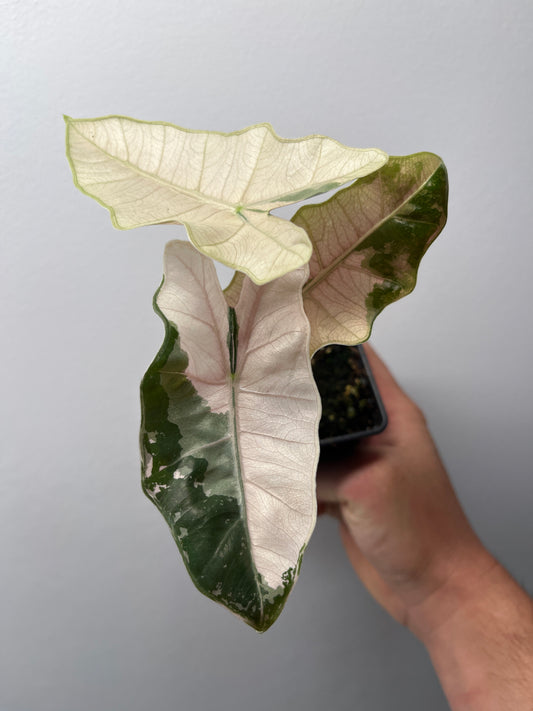 Alocasia Pseudo Sanderiana Pink Variegated - Rare Aroid #1