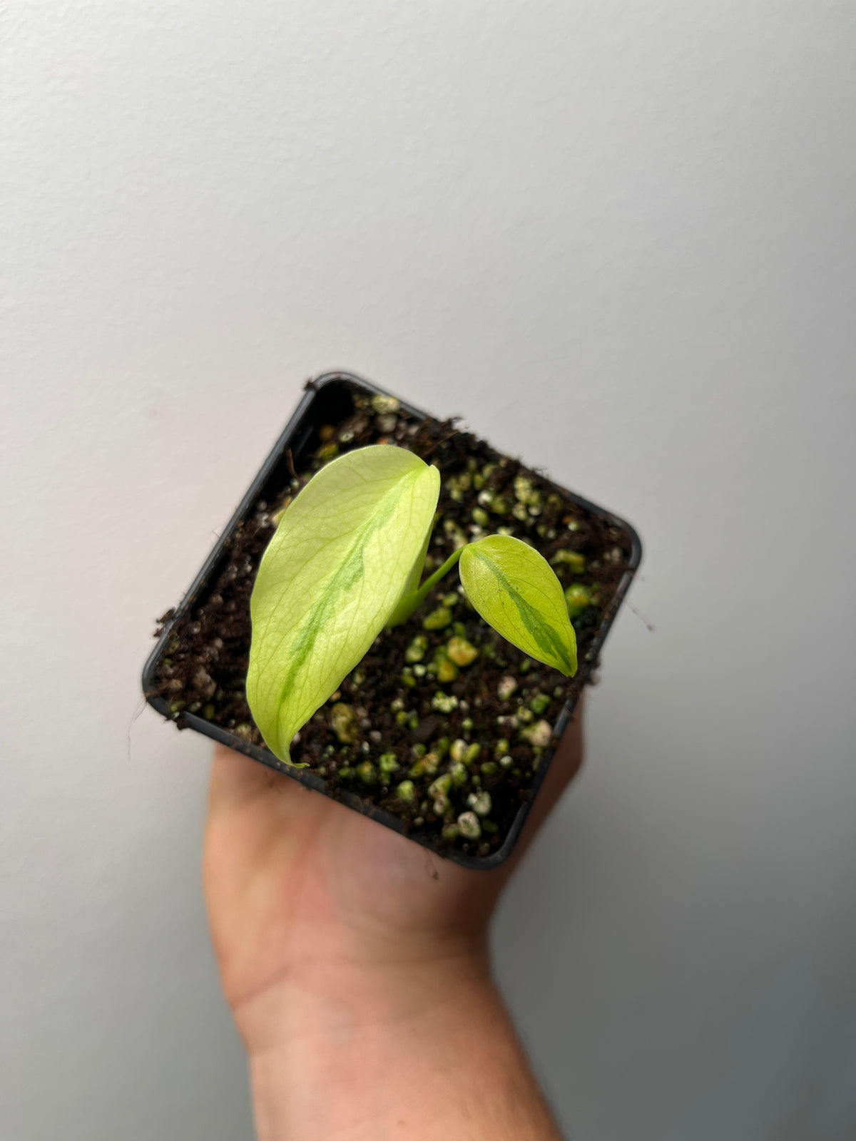 Monstera Deliciosa Melancholy - Rare Variegated Monstera