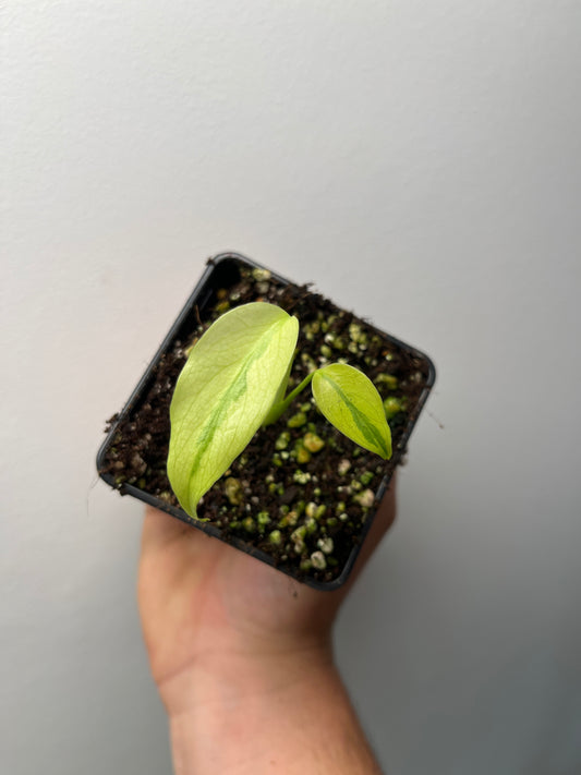 Monstera Deliciosa Melancholy - Rare Variegated Monstera