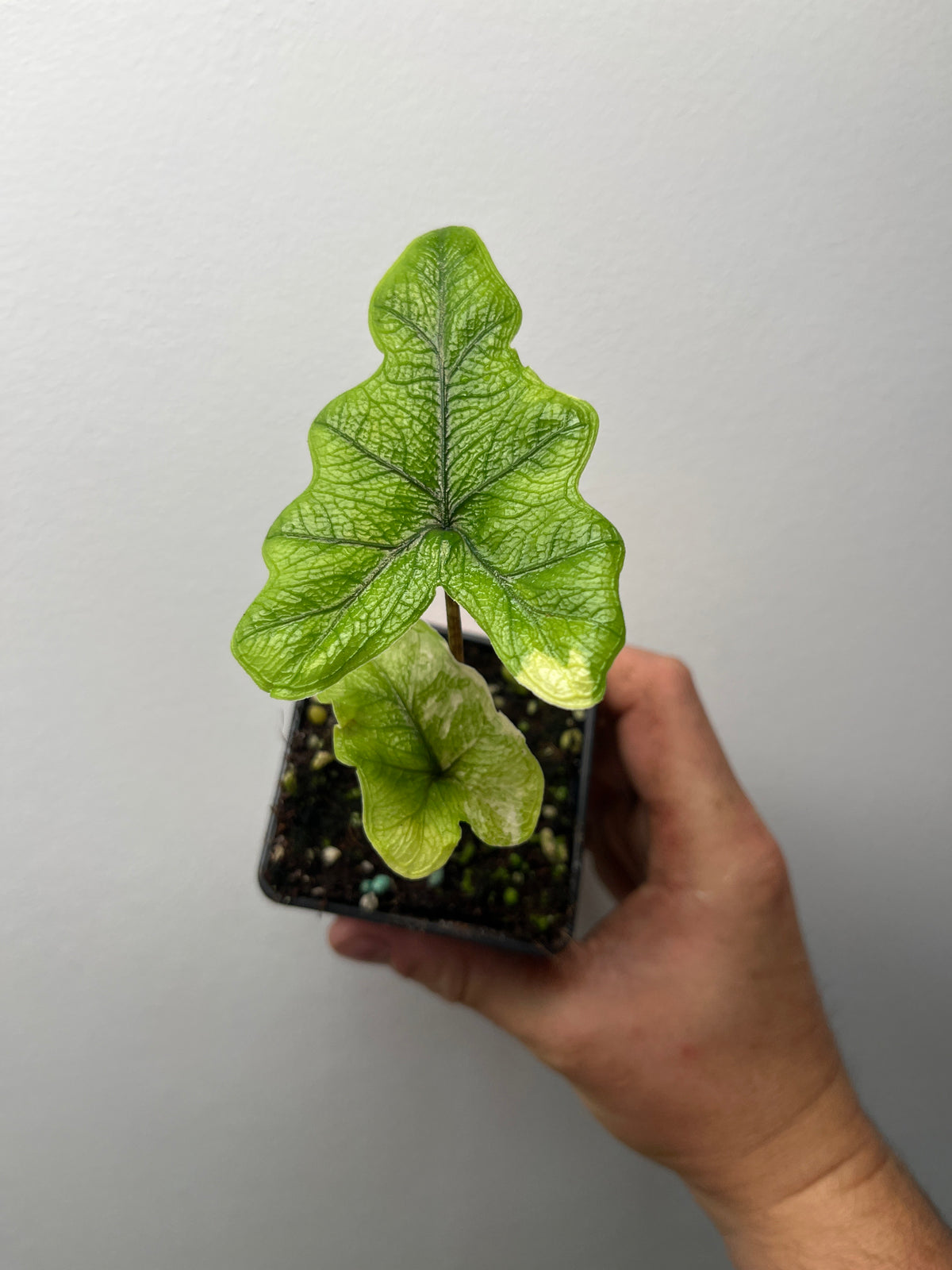 Alocasia Tandurusa (Jacklyn) Aurea Variegated - Rare Variegated Aroid
