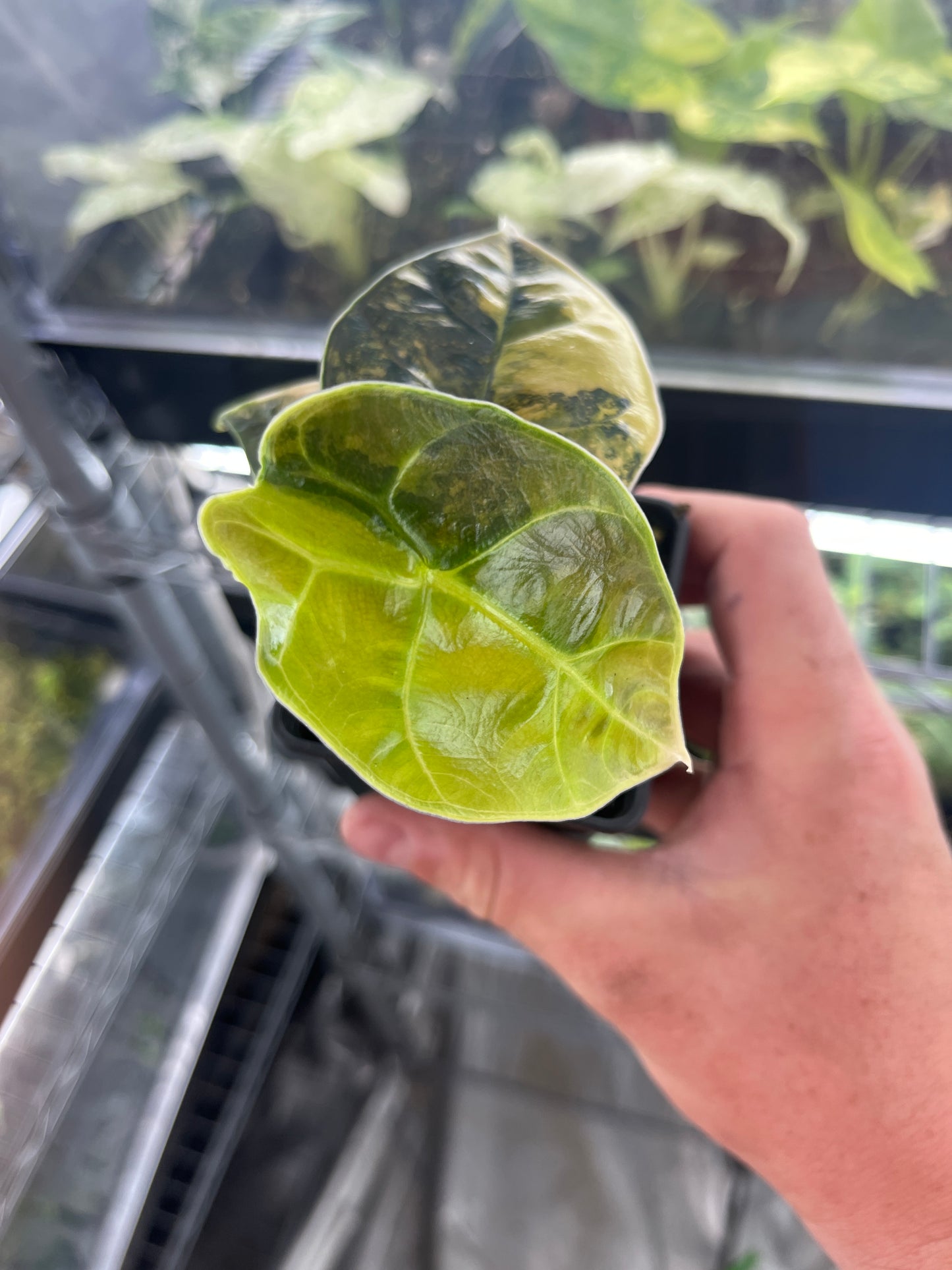 Alocasia Azlanii aurea variegated #6