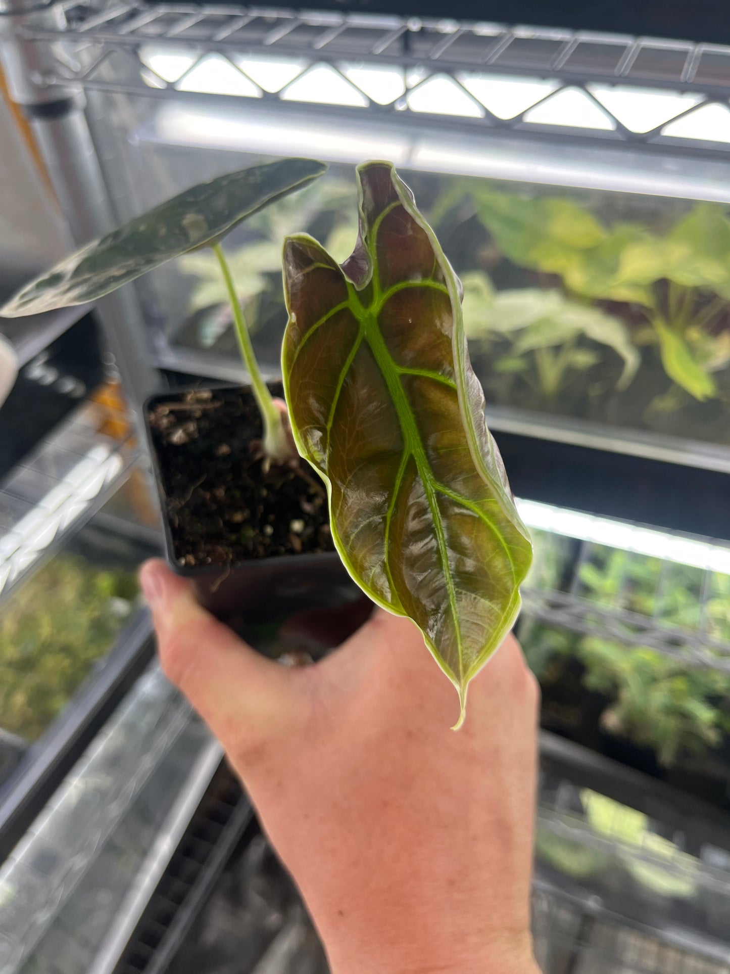 Alocasia Azlanii aurea variegated #3