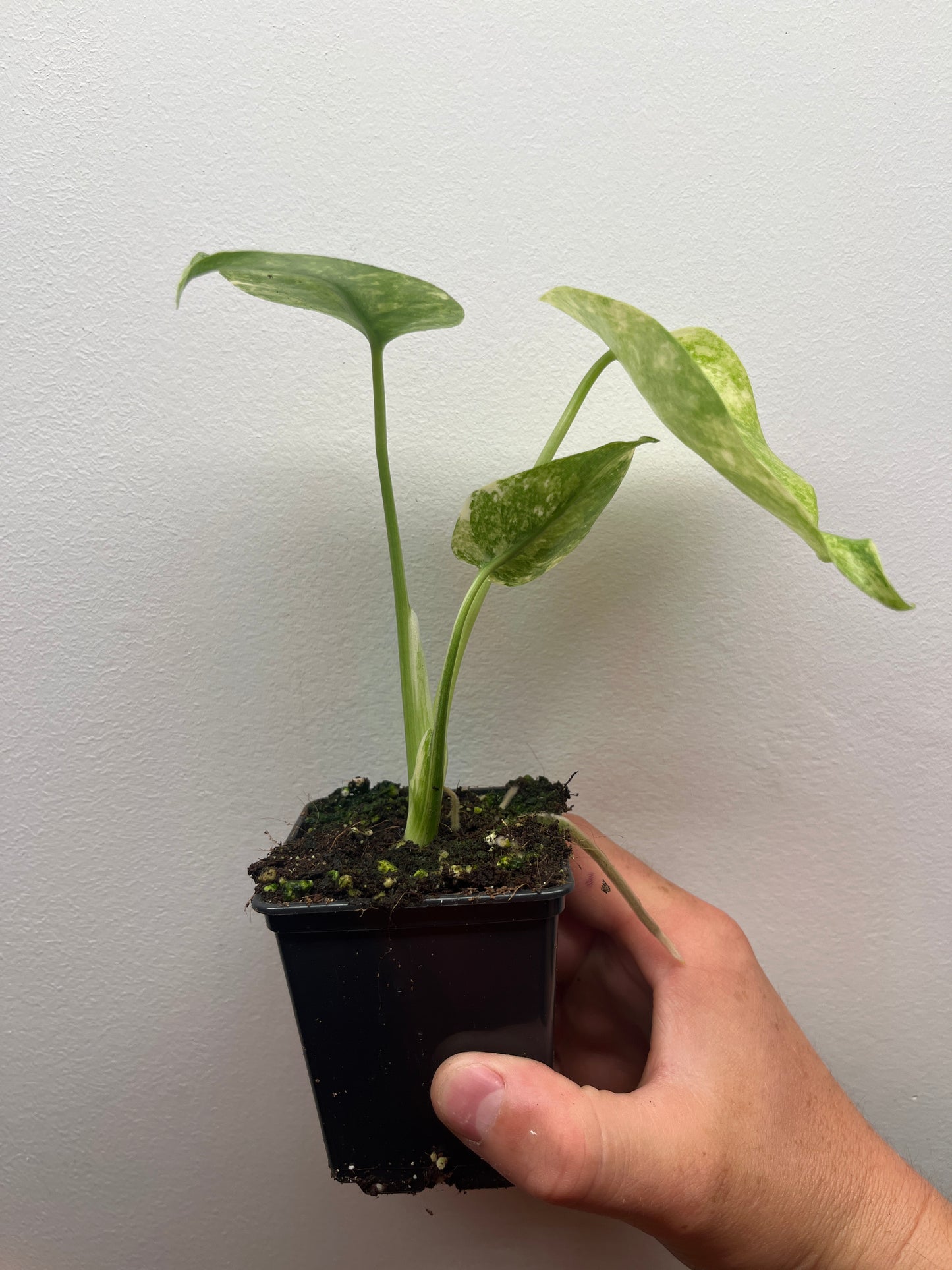 Monstera Legacy #1