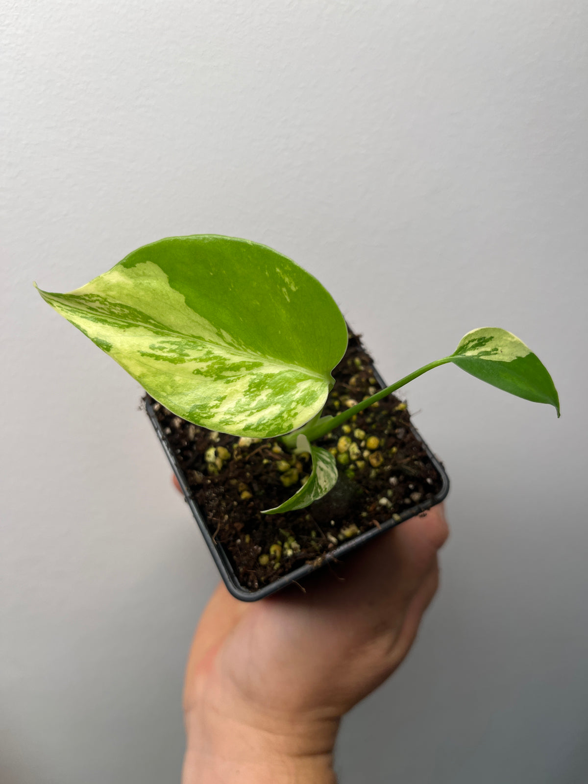 Monstera Deliciosa Lemon Pom Pom - Rare Variegated Monstera