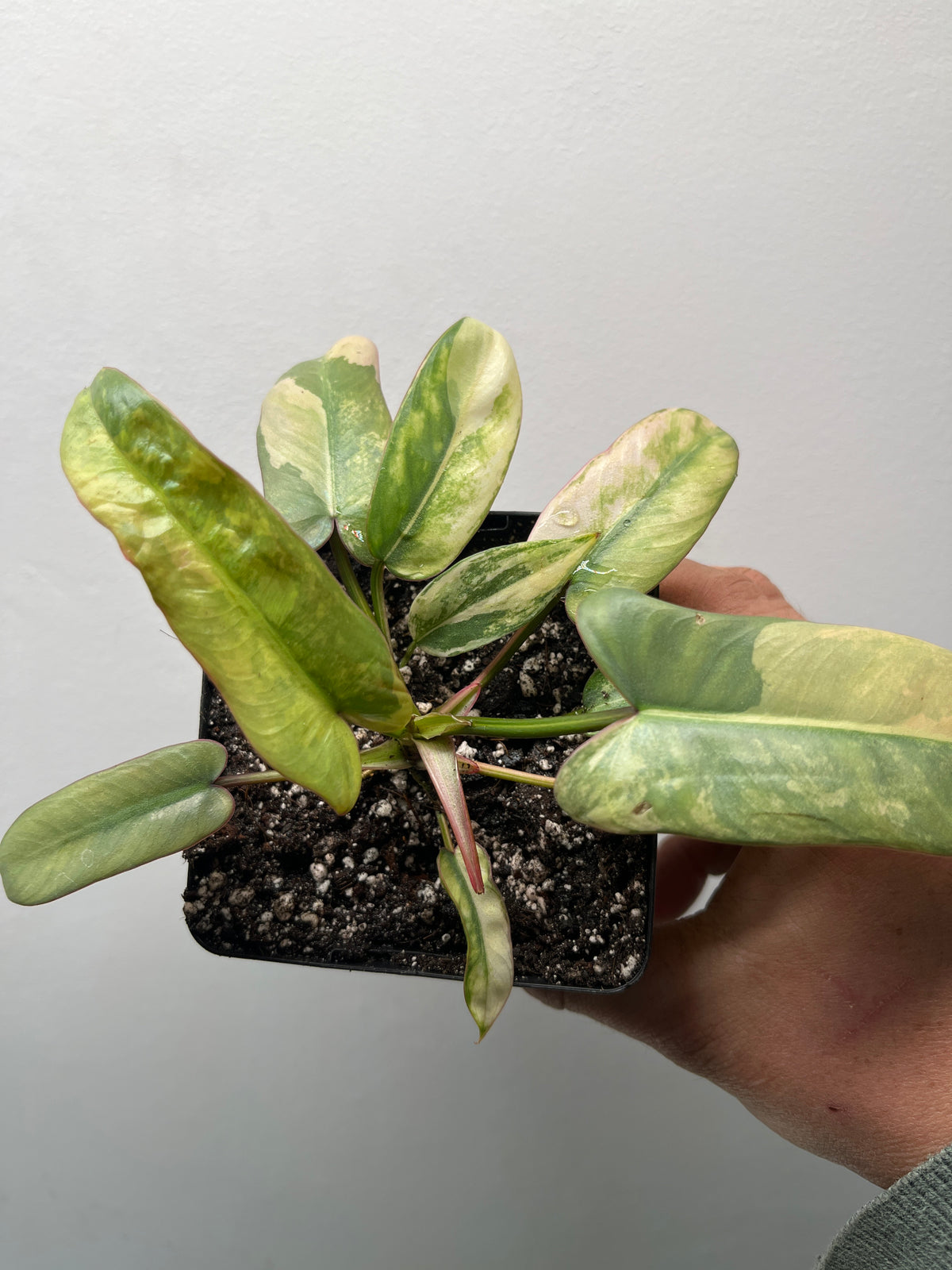 Philodendron Atabapoense Pink Variegated - Rare Aroid