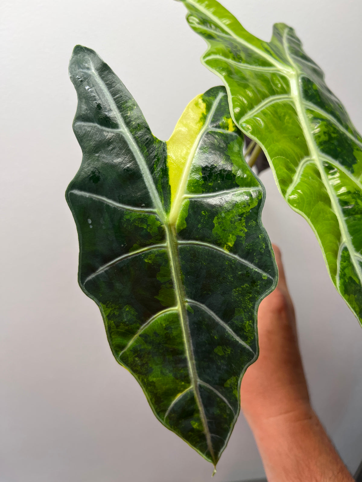 Alocasia Amazonica aurea variegated #3