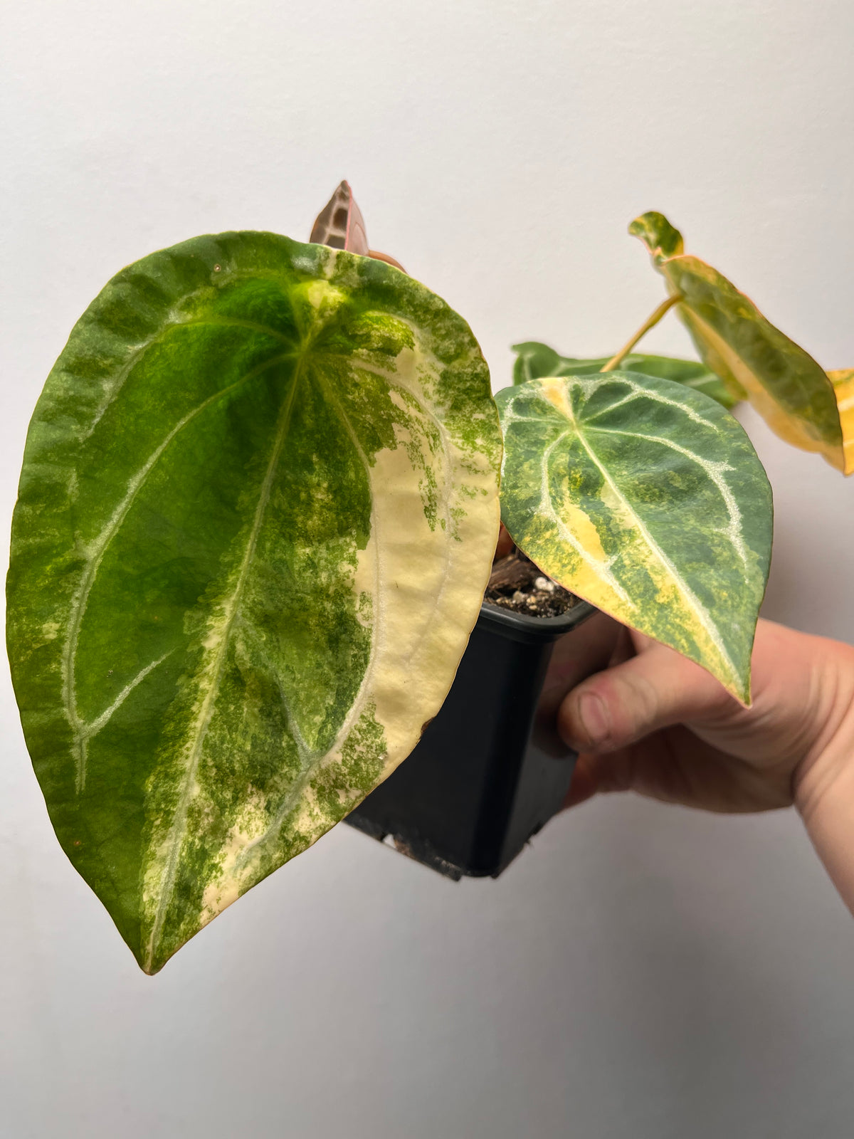 Anthurium Forgetii Hybrid Variegated - Rare Collector Plant