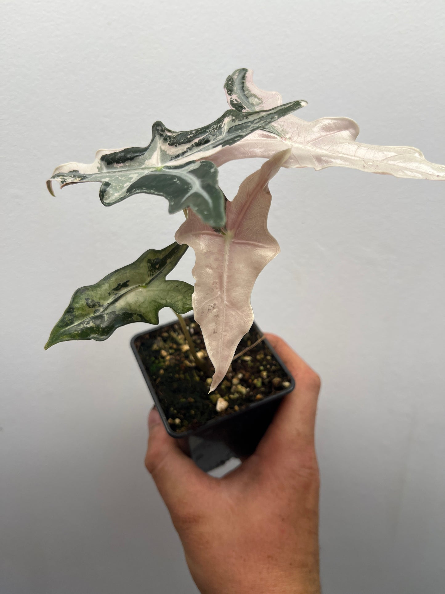 Alocasia Sanderiana 'Nobilis' Pink variegated #4