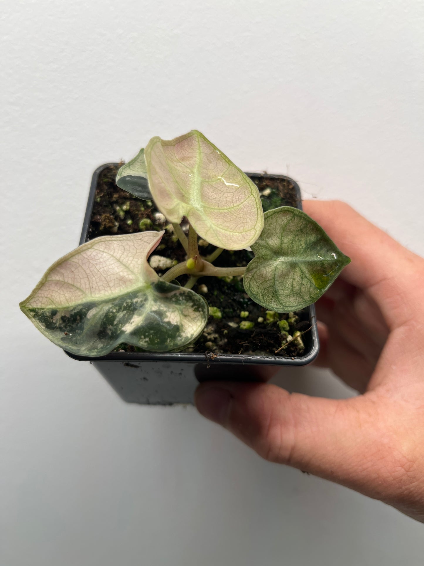 Alocasia Balloon heart pink variegated #2