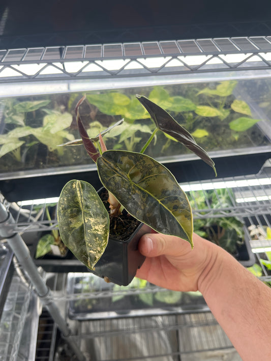 Alocasia Azlanii aurea variegated #2