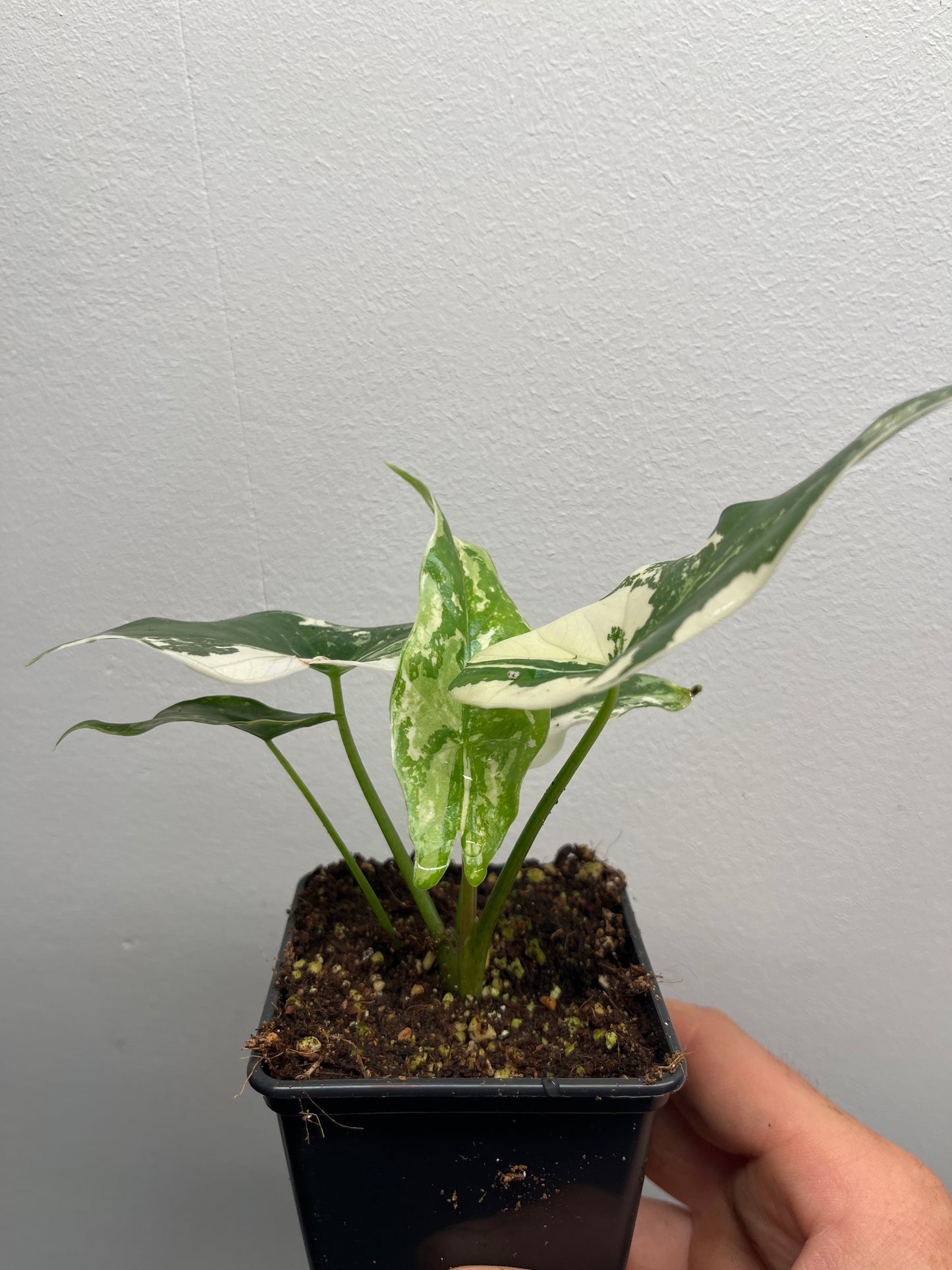 Alocasia Simpo albo variegated #4