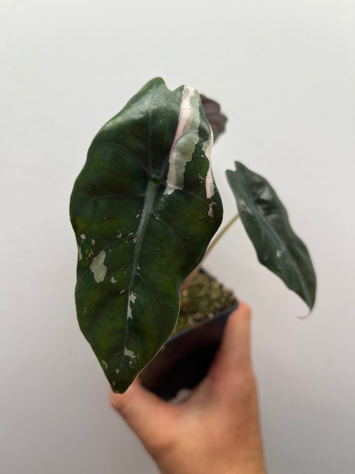 Alocasia Chantrieri pink variegated #4