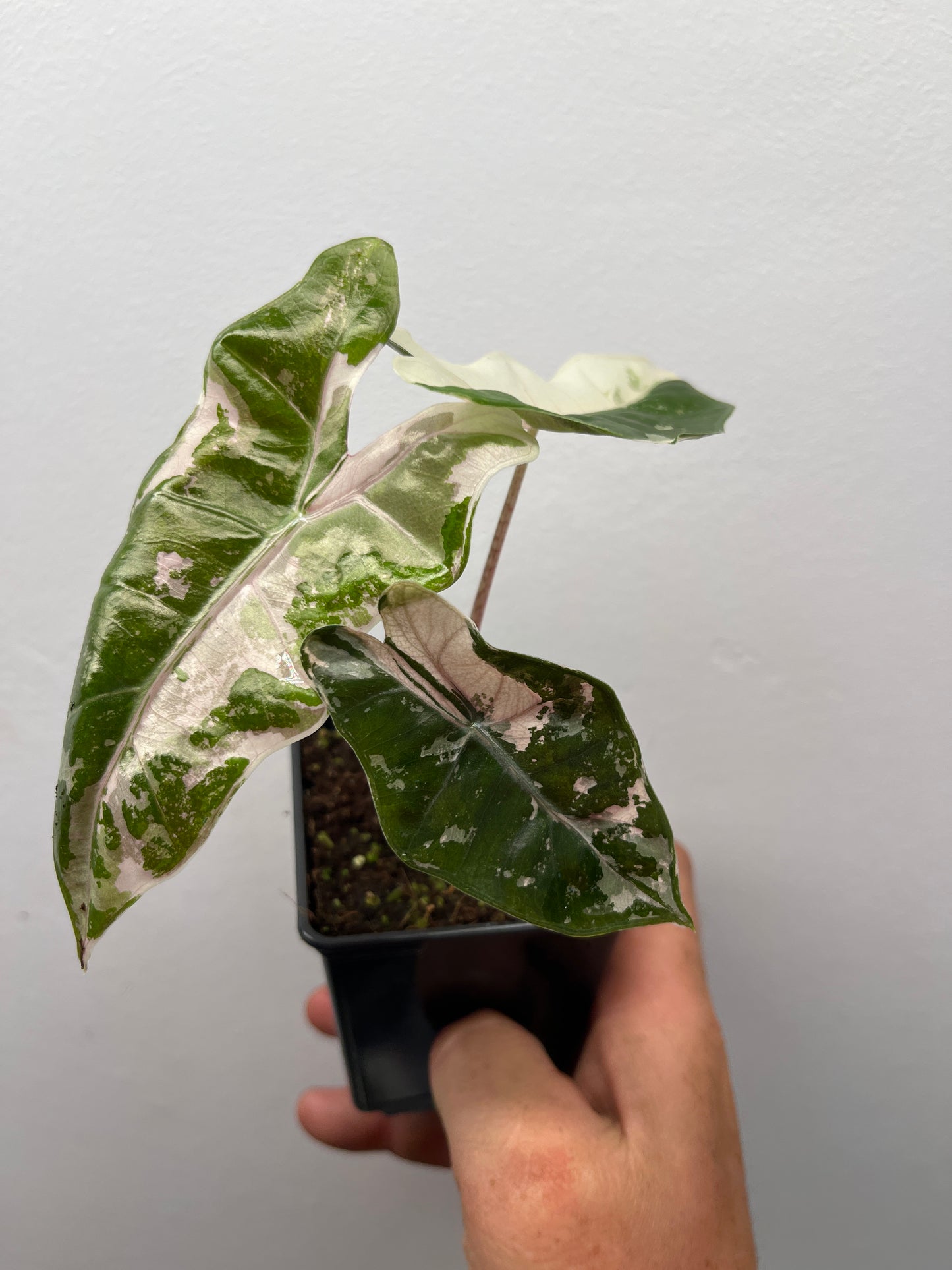 Alocasia pseudo Sanderiana pink variegated #3