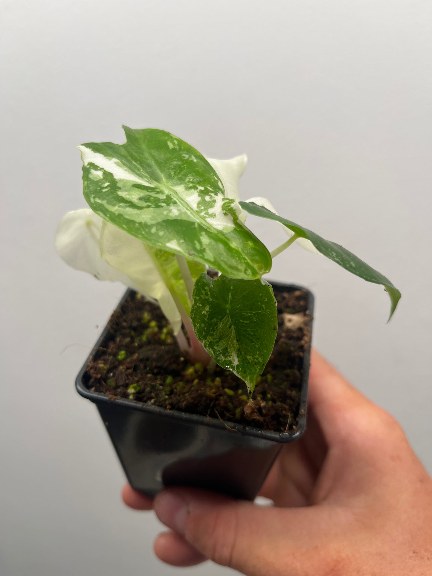 Alocasia Pink Dragon Albo variegated