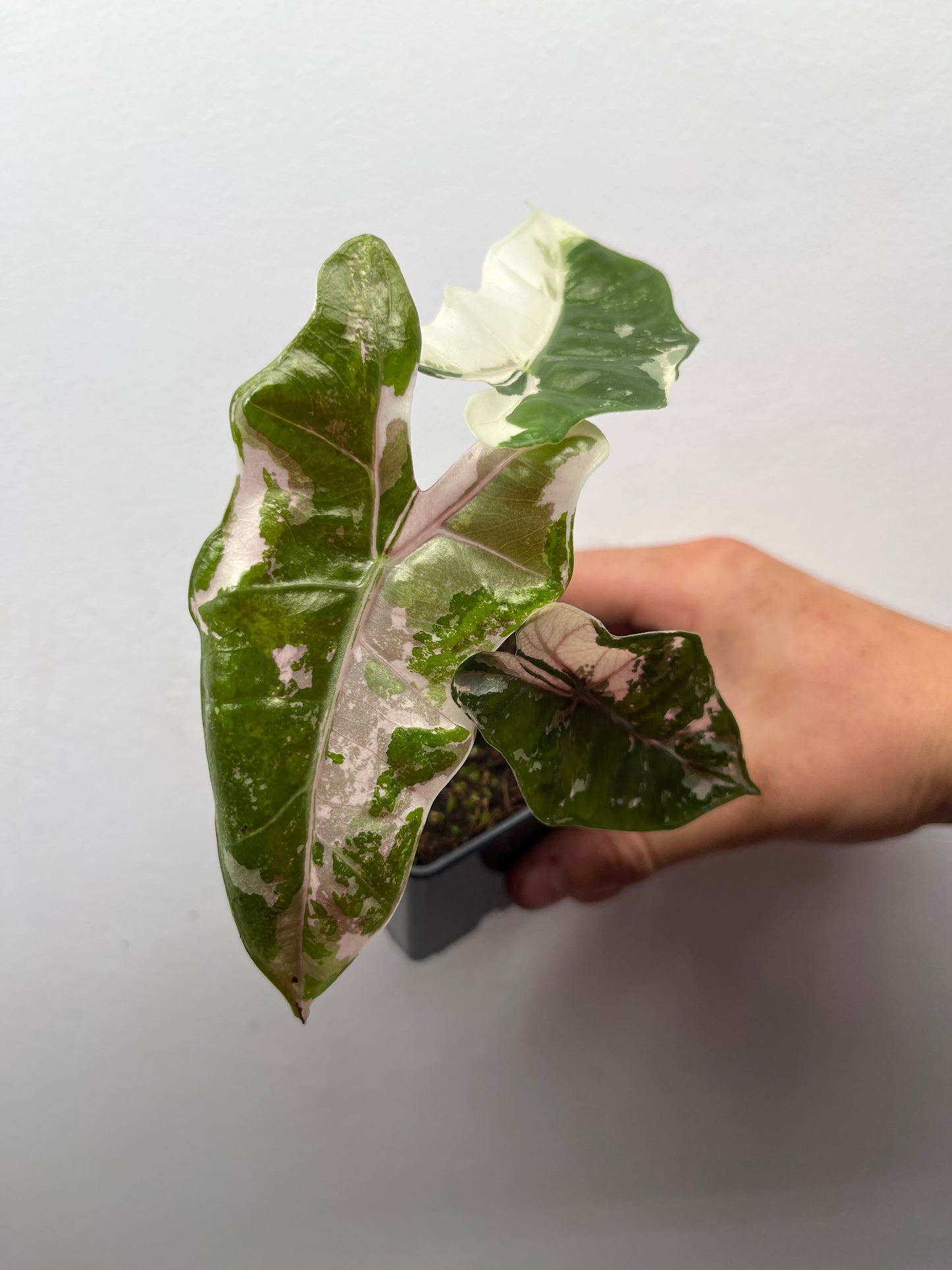 Alocasia pseudo Sanderiana pink variegated #3