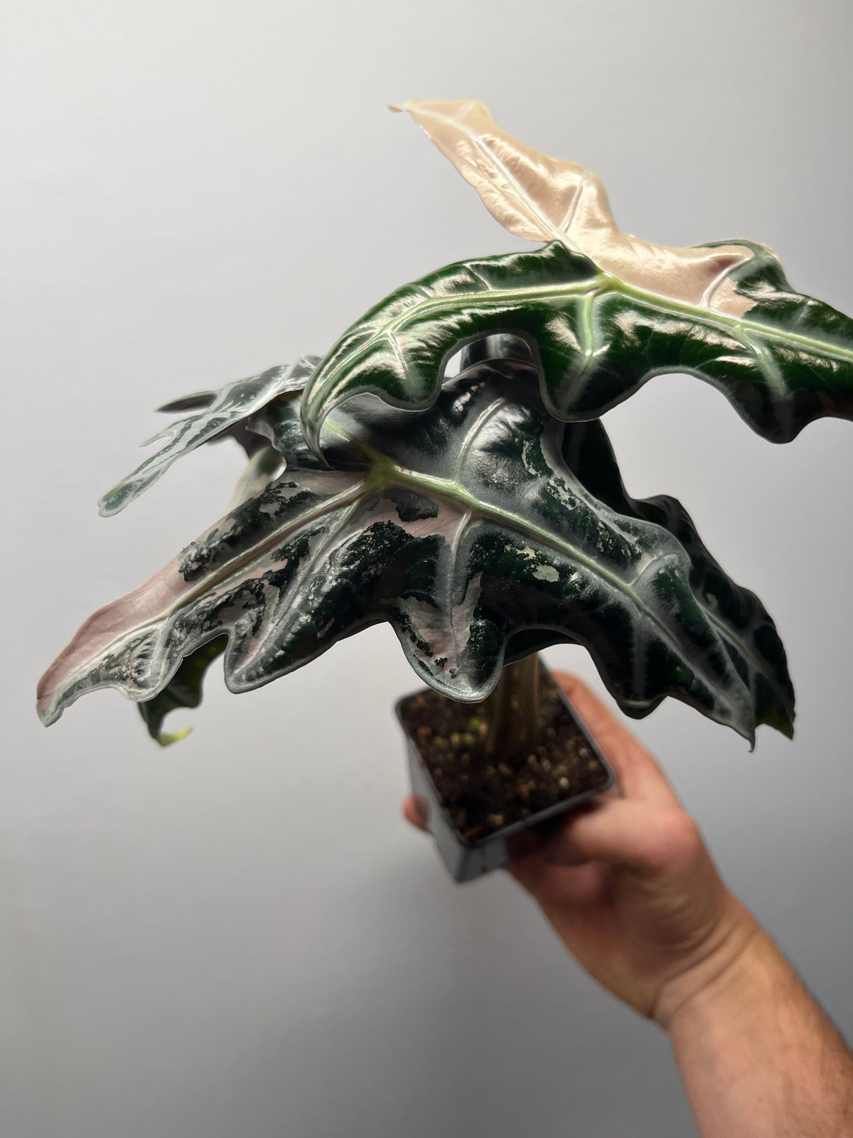 Alocasia Sanderiana 'Nobilis' Pink Variegated - Rare Aroid #1