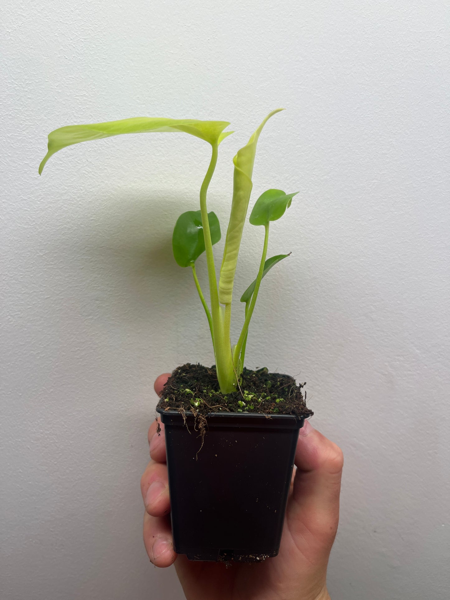 Monstera Deliciosa Lemon Lime Full Cheese Variegated #2