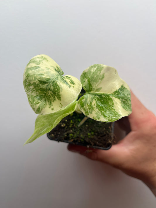 Monstera Legacy #2