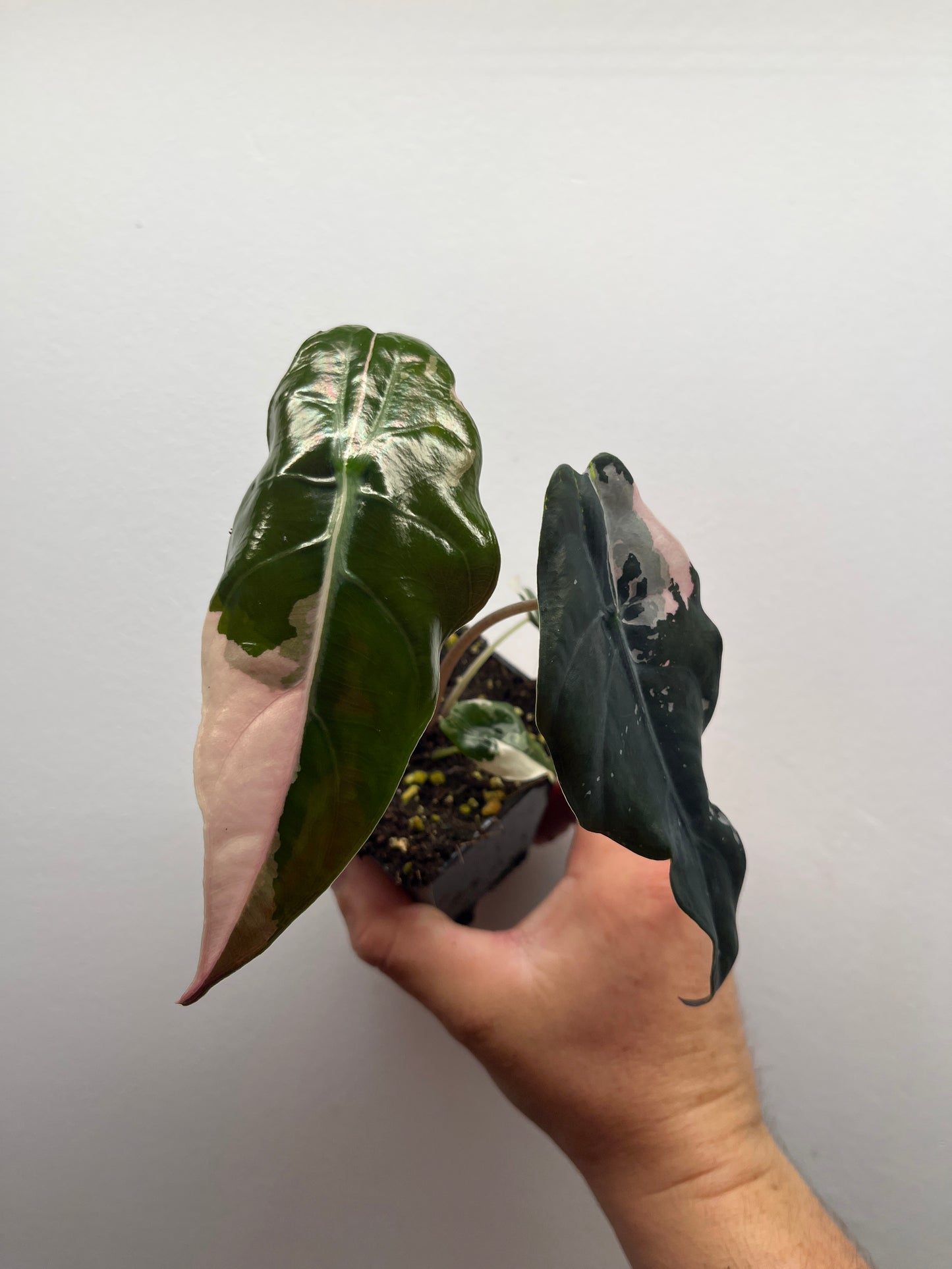 Alocasia Chantrieri pink variegated #3