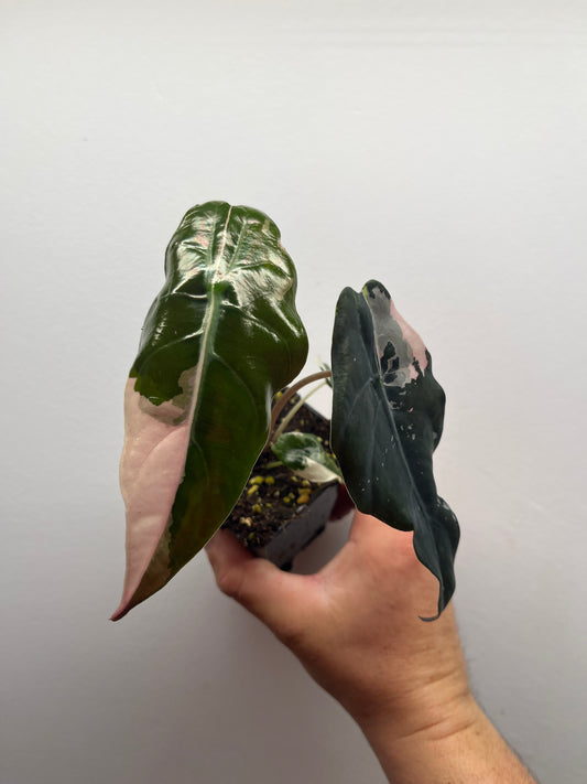 Alocasia Chantrieri pink variegated #3