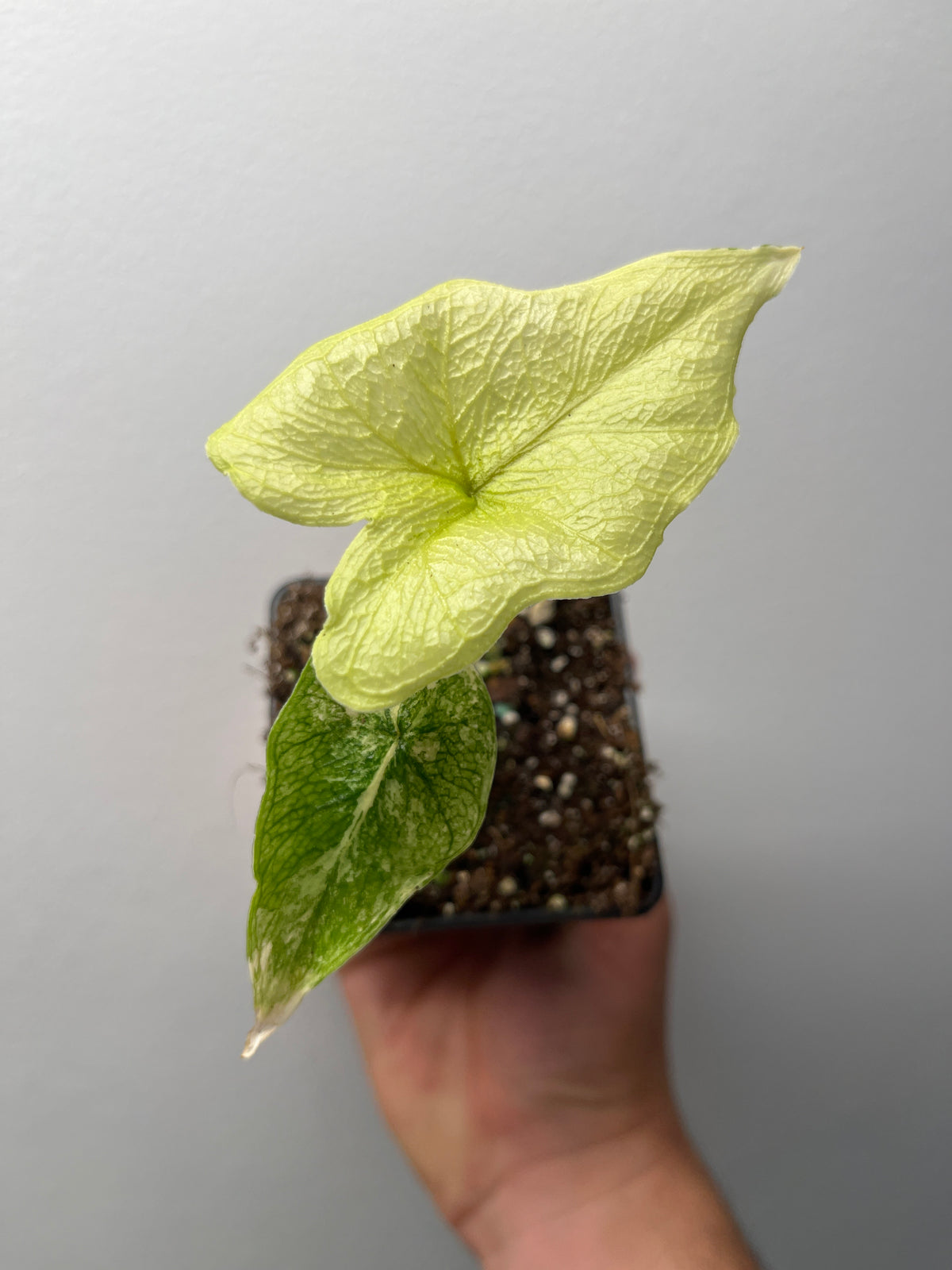 Alocasia Tandurusa (Jacklyn) Aurea Variegated - Rare Variegated Aroid