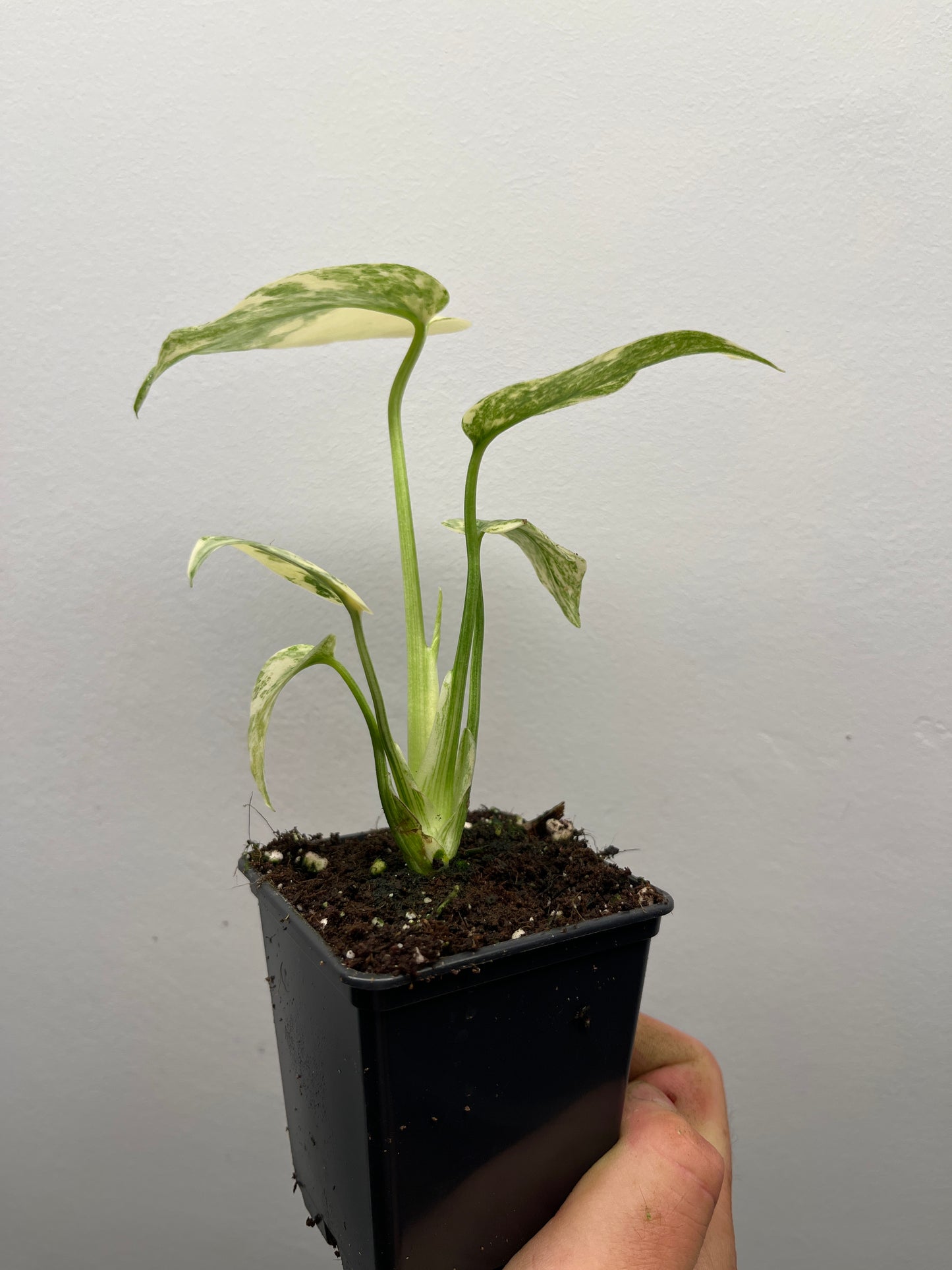 Monstera Deliciosa Green snow #3