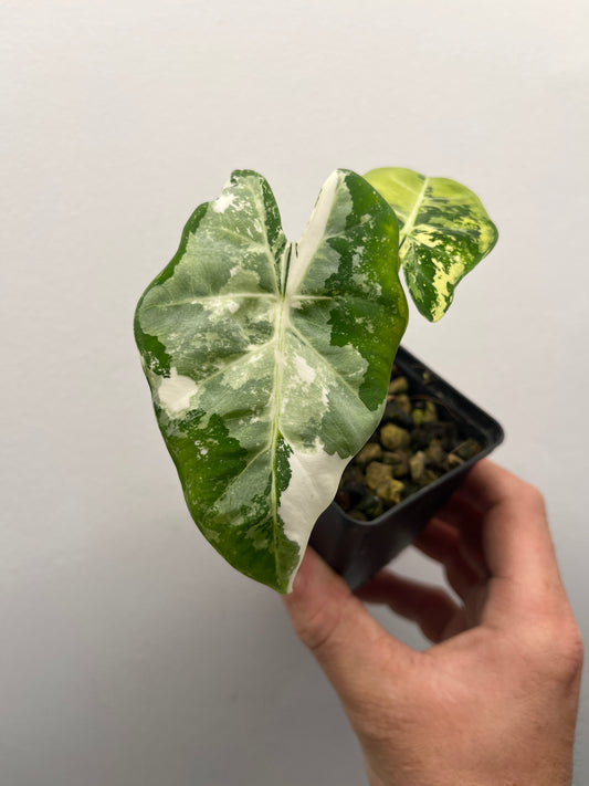 Alocasia Frydek #2