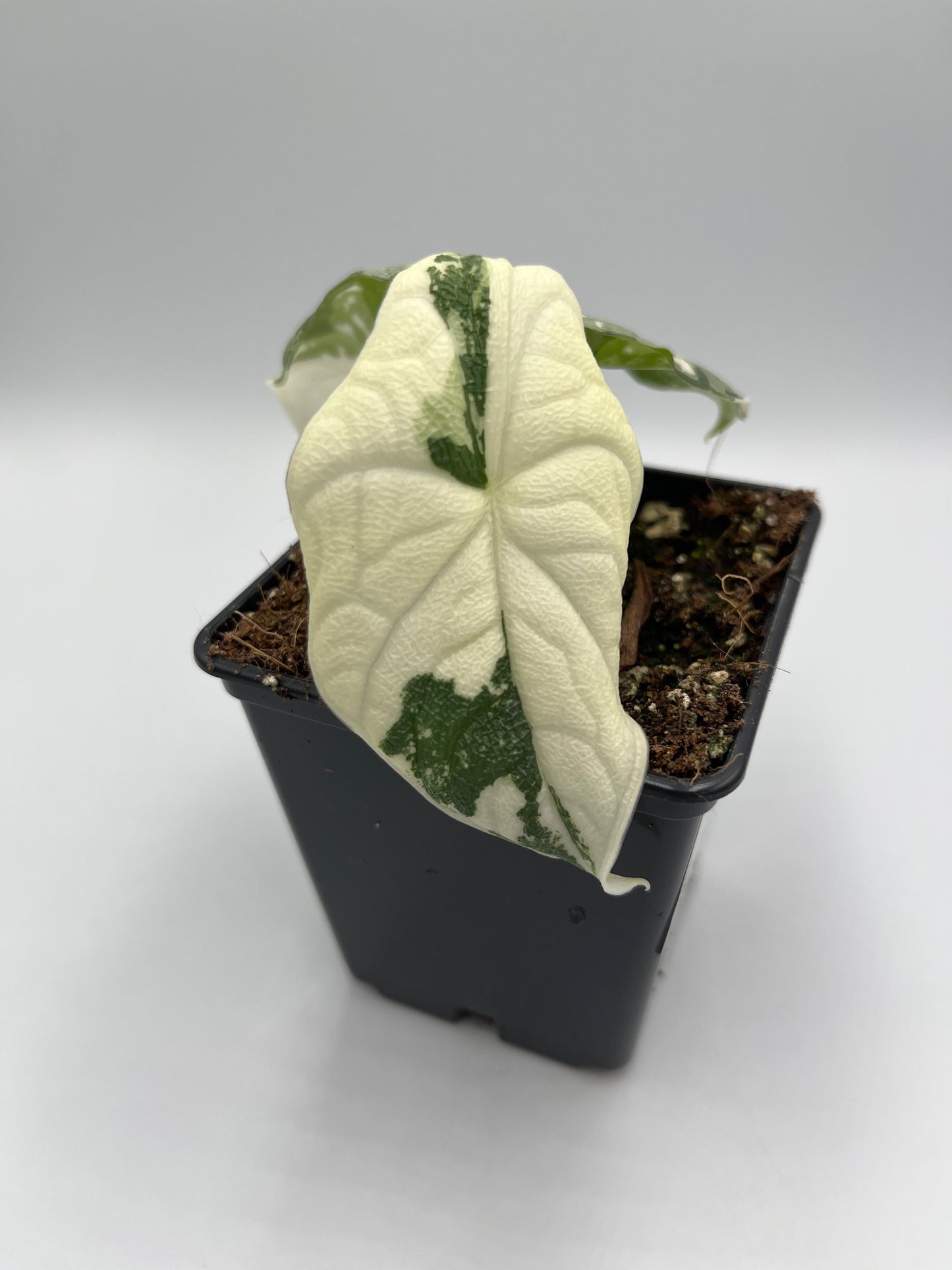 Alocasia Melo albo variegated #7